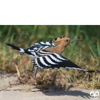 گونه هدهد Eurasian Hoopoe